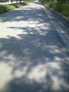 木漏れ日散歩道