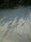 はまなす咲く浜