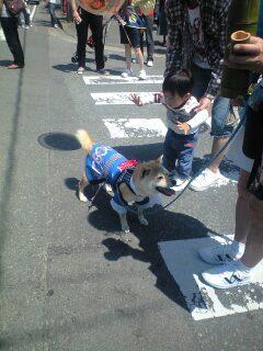 大山犬祭り④…みっけ犬