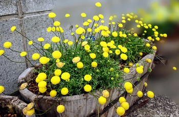 お気に入りの花 お気に入りの花