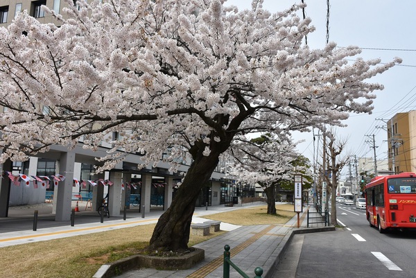 にいだ川遊歩道の桜見学