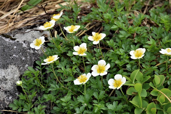 月山の可憐な花たち