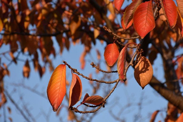 日和山公園の紅葉も終盤
