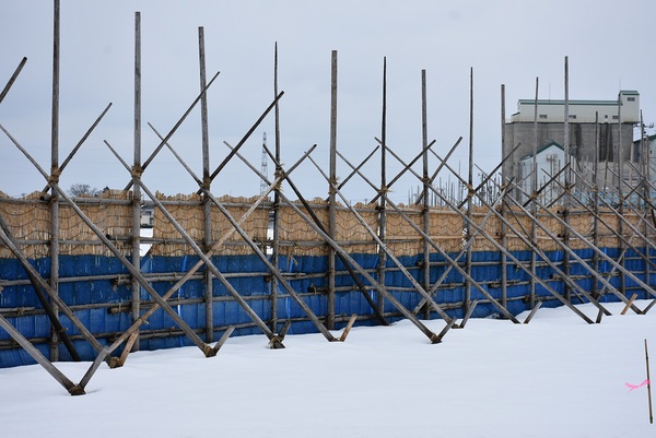 活躍する葦製防雪柵