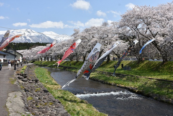 遊佐町中山河川公園で桜を愛でる（めでる）