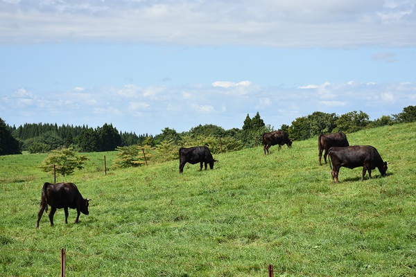 月山高原牧場の牛たち