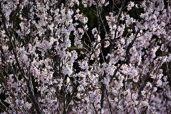 東平田地区の桜満開