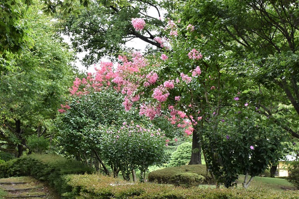 百日紅(さるすべり)の花 百日紅(さるすべり)の花
