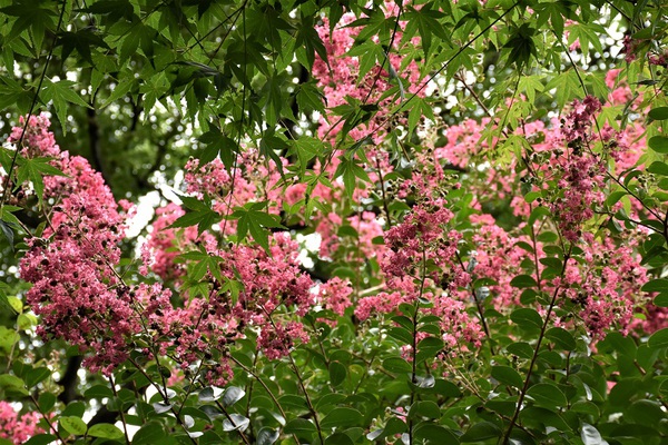 百日紅(さるすべり)の花 百日紅(さるすべり)の花