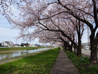 新井田川（にいだがわ）遊歩道の桜並木満開