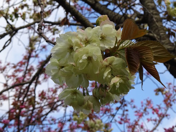 飯森山公園の八重桜