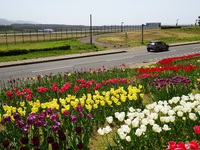 庄内空港脇のチューリップ畑
