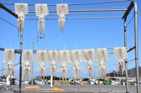 鼠ヶ関の干イカ