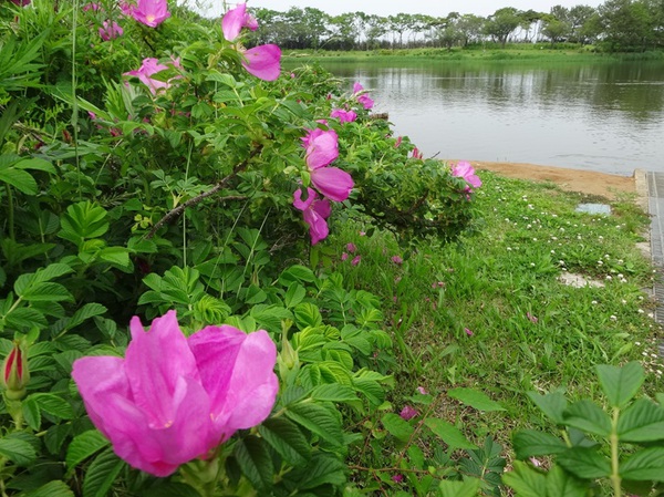 飯森山公園のはまなす満開 飯森山公園のはまなす満開