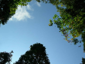 イヌワシの森　造成中　10月