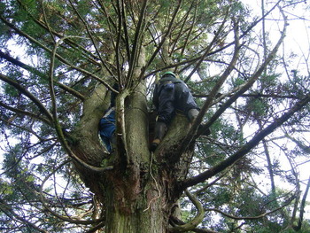 フクロウの巣箱チェック