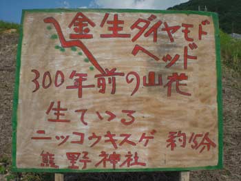 コマクサ