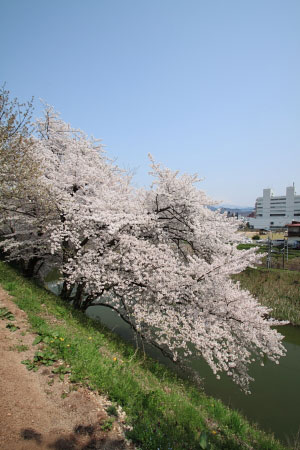 さくら咲く