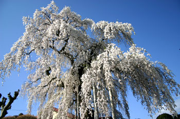 上山の桜