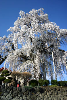 上山の桜
