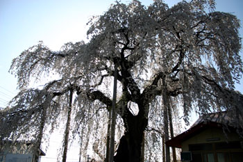上山の桜