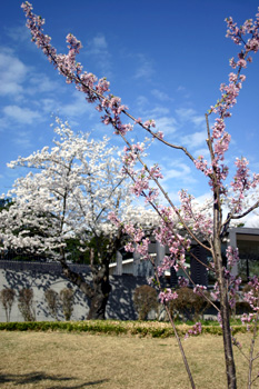 上山の桜