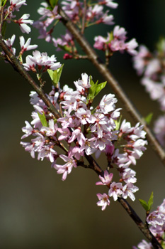 上山の桜