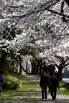 上山の桜