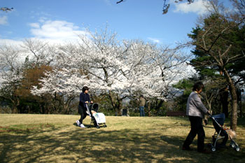 上山の桜