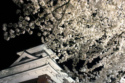 上山城の夜桜