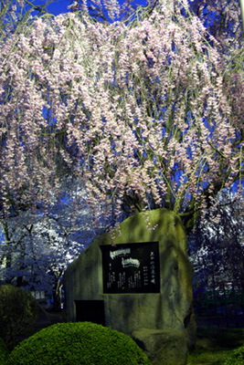 上山城の夜桜