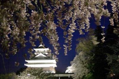 上山城の夜桜