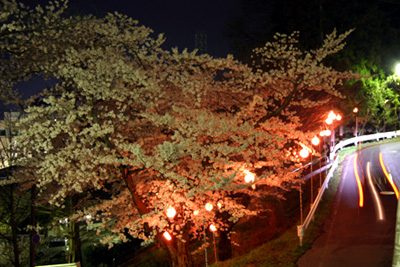 上山城の夜桜