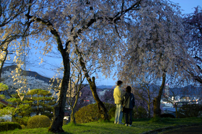 上山城の夜桜