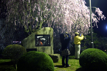 上山城の夜桜