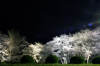 上山城の夜桜