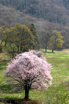 大山桜