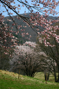 大山桜