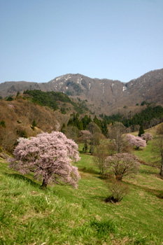 大山桜