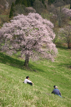 大山桜