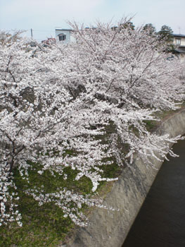 二度目の花見