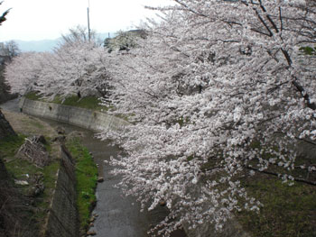 二度目の花見