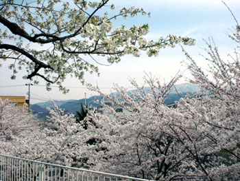二度目の花見