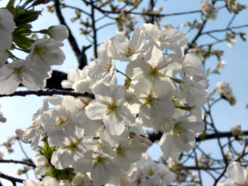 二度目の花見