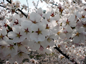 二度目の花見