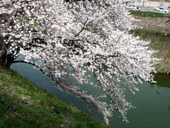 二度目の花見