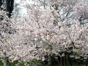 二度目の花見