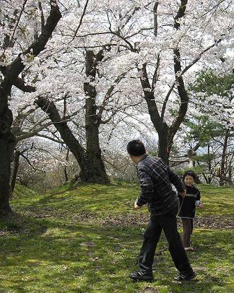 楯山公園の桜（庄内町）☆