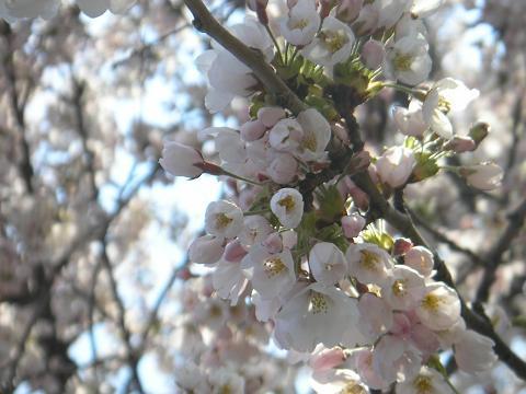 桜（新田川沿い）☆