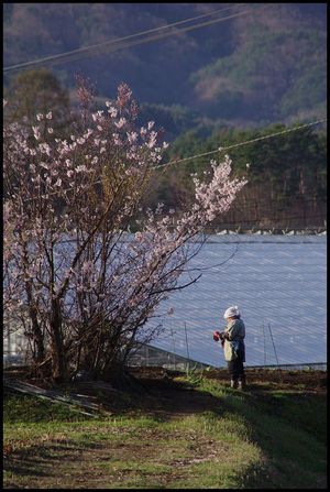 ☆南陽・諏訪神社～芍薬の杜が芽吹き始めました☆